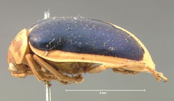 Media type: image; Entomology 17540   Aspect: habitus lateral view
